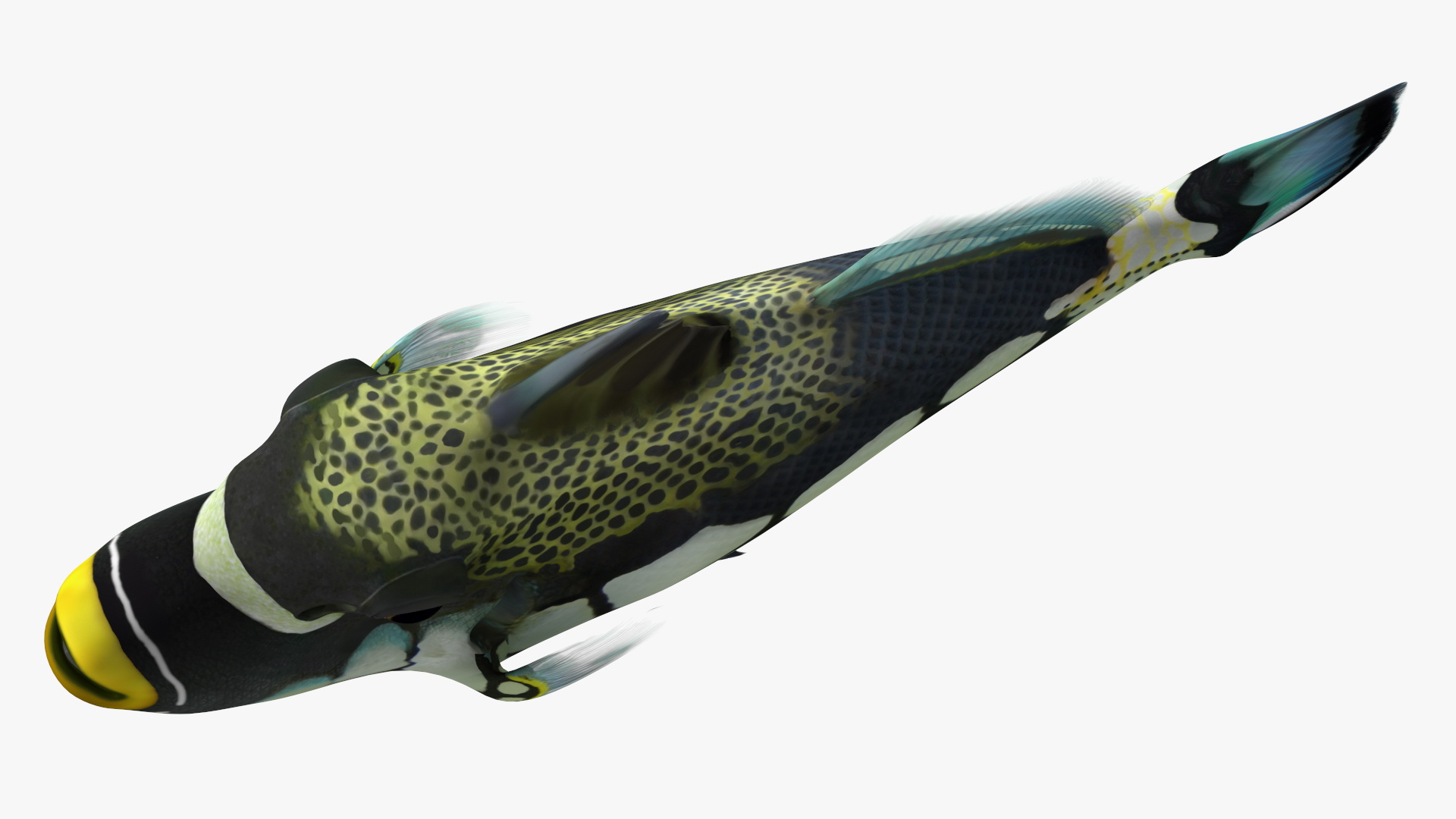 3D Realistic Clown Trigger Fish model