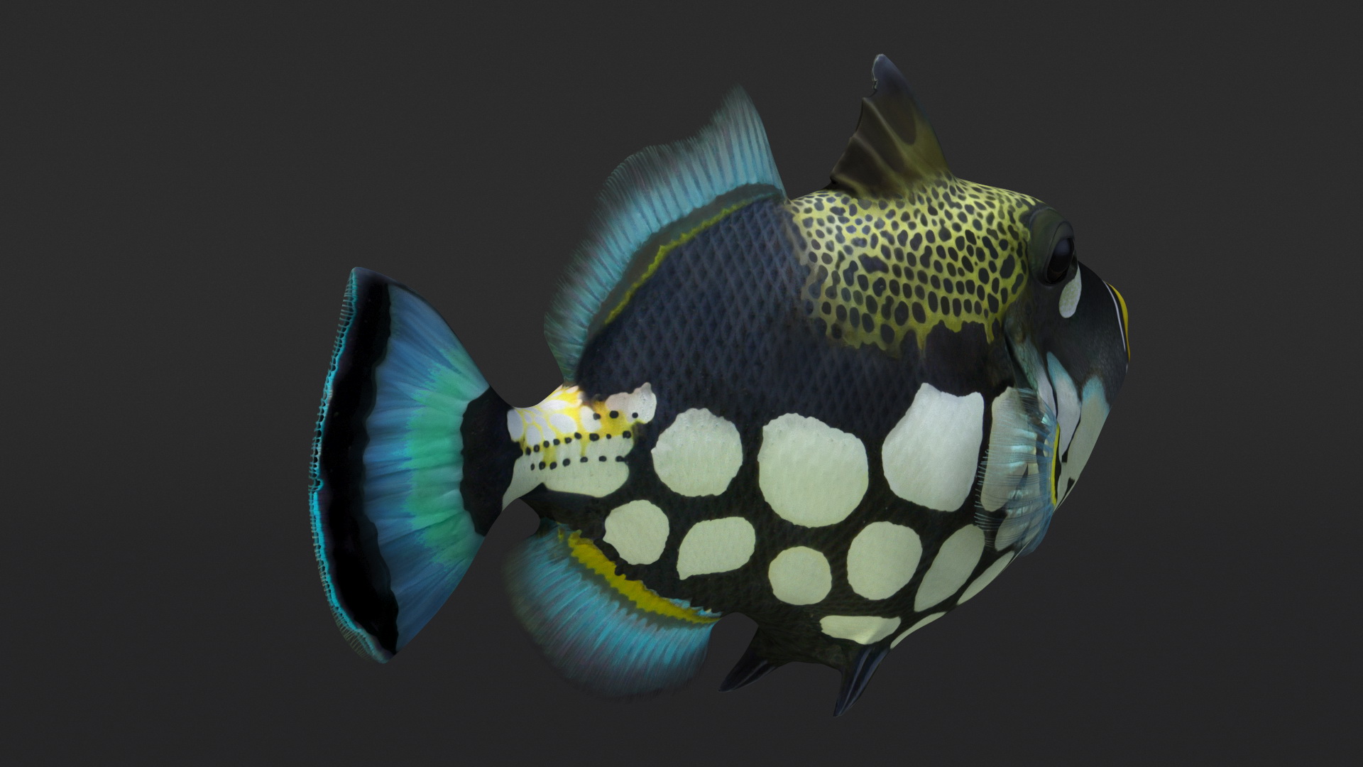3D Realistic Clown Trigger Fish model