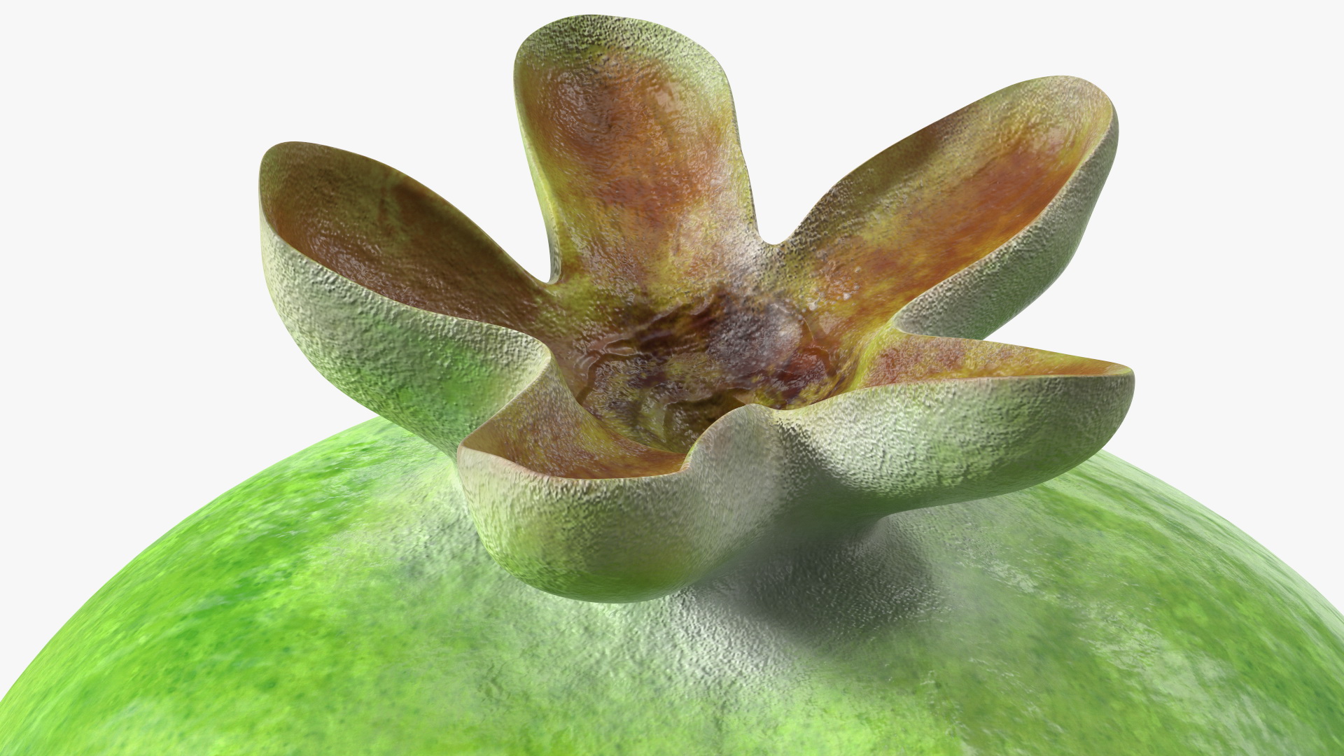 Feijoa Fruit 3D