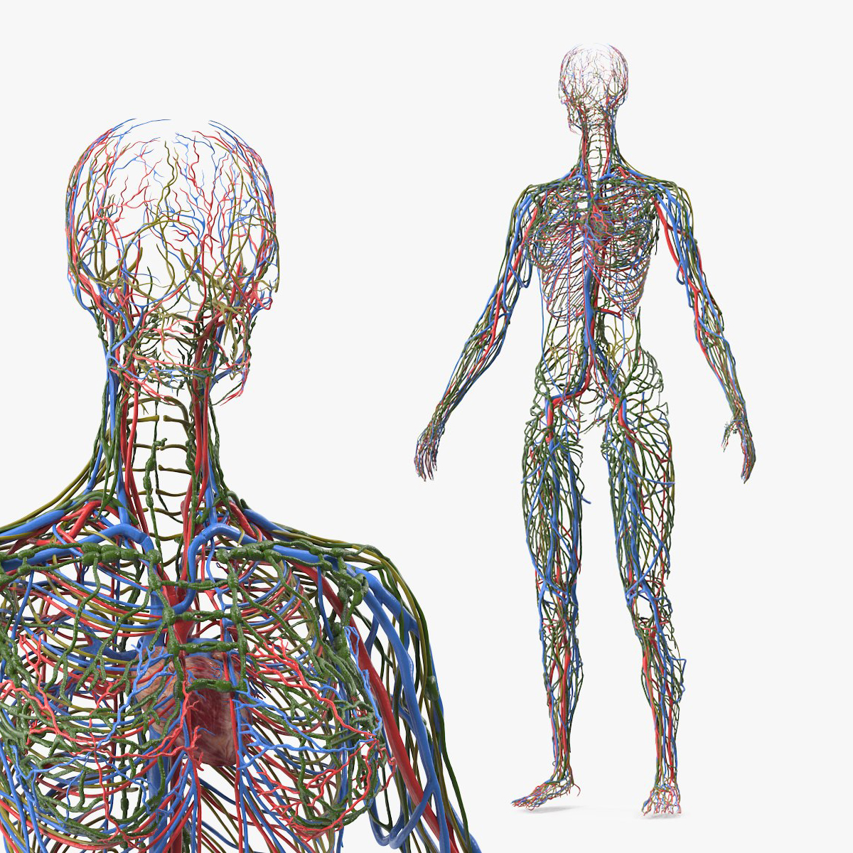 Female Cardiovascular Lymphatic and Nervous System Model, view 3