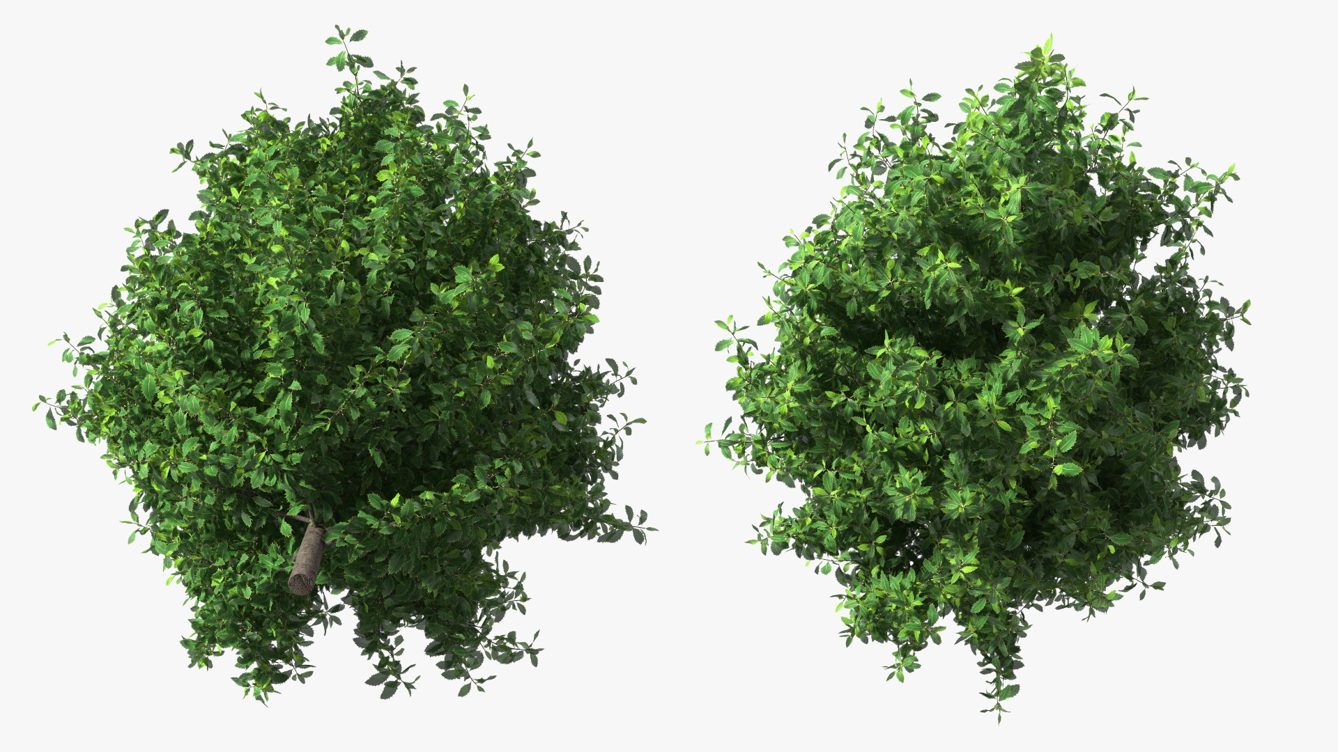 3D Holly Green Tree