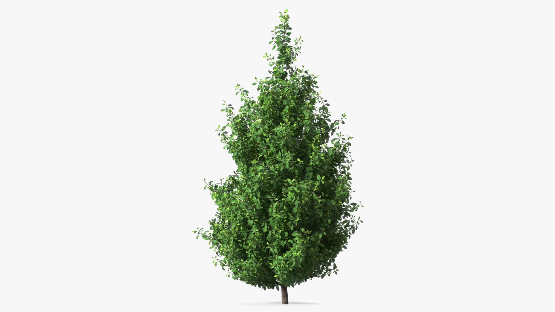 3D Holly Green Tree