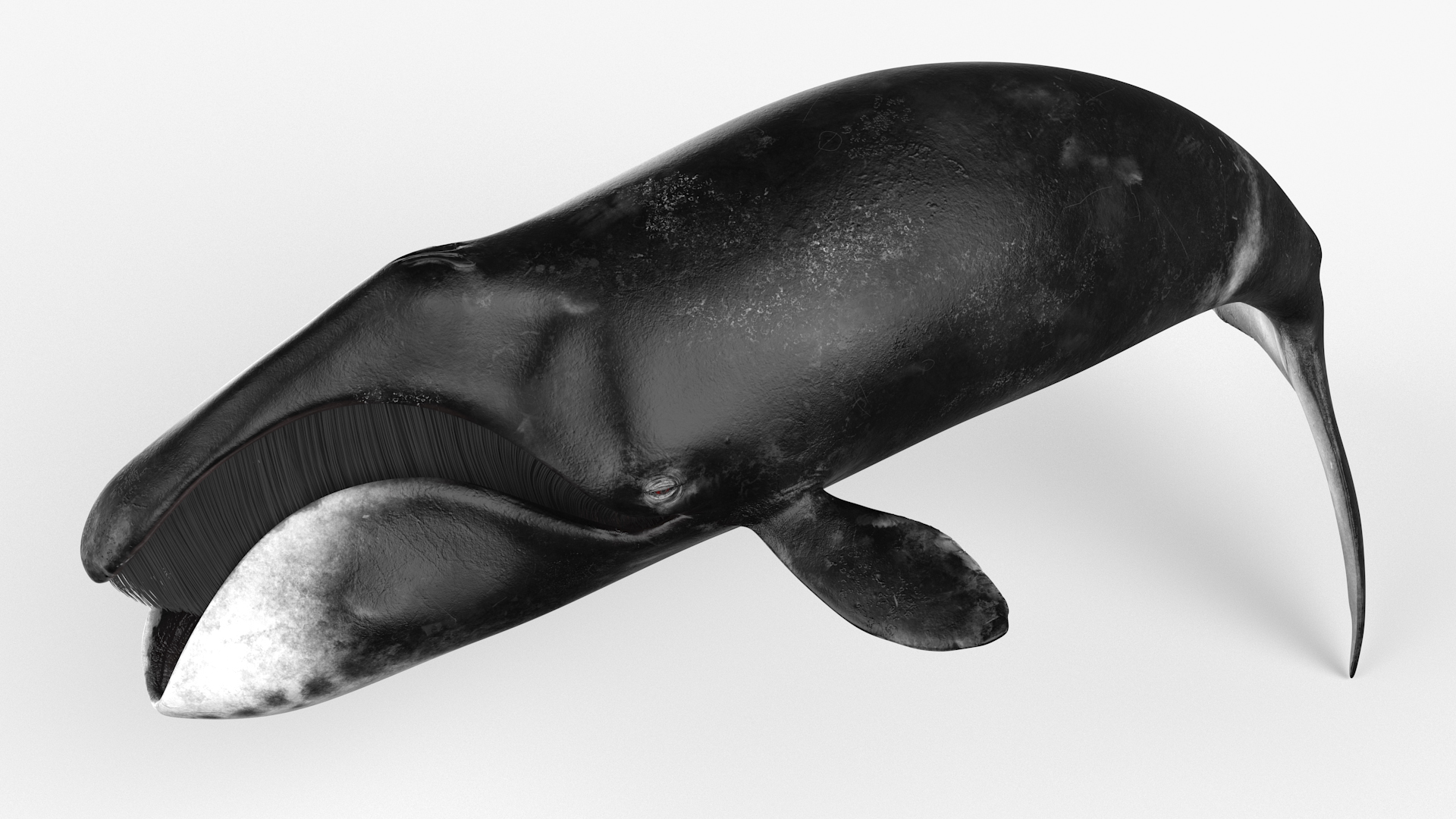 3D Sea Mammal Bowhead Whale Rest Pose Fur model