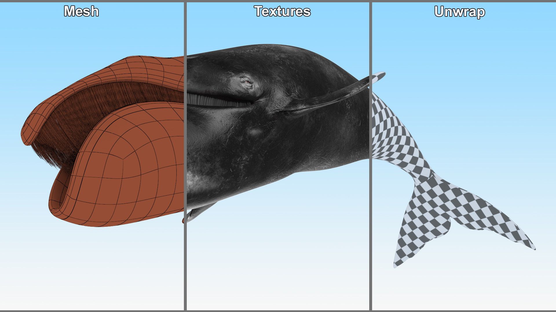 3D Sea Mammal Bowhead Whale Rest Pose Fur model