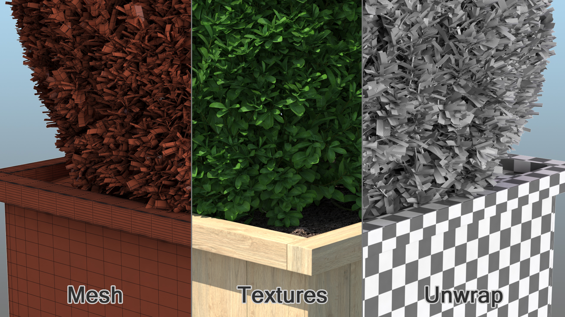 Boxwood Shrub in Wooden Box 3D