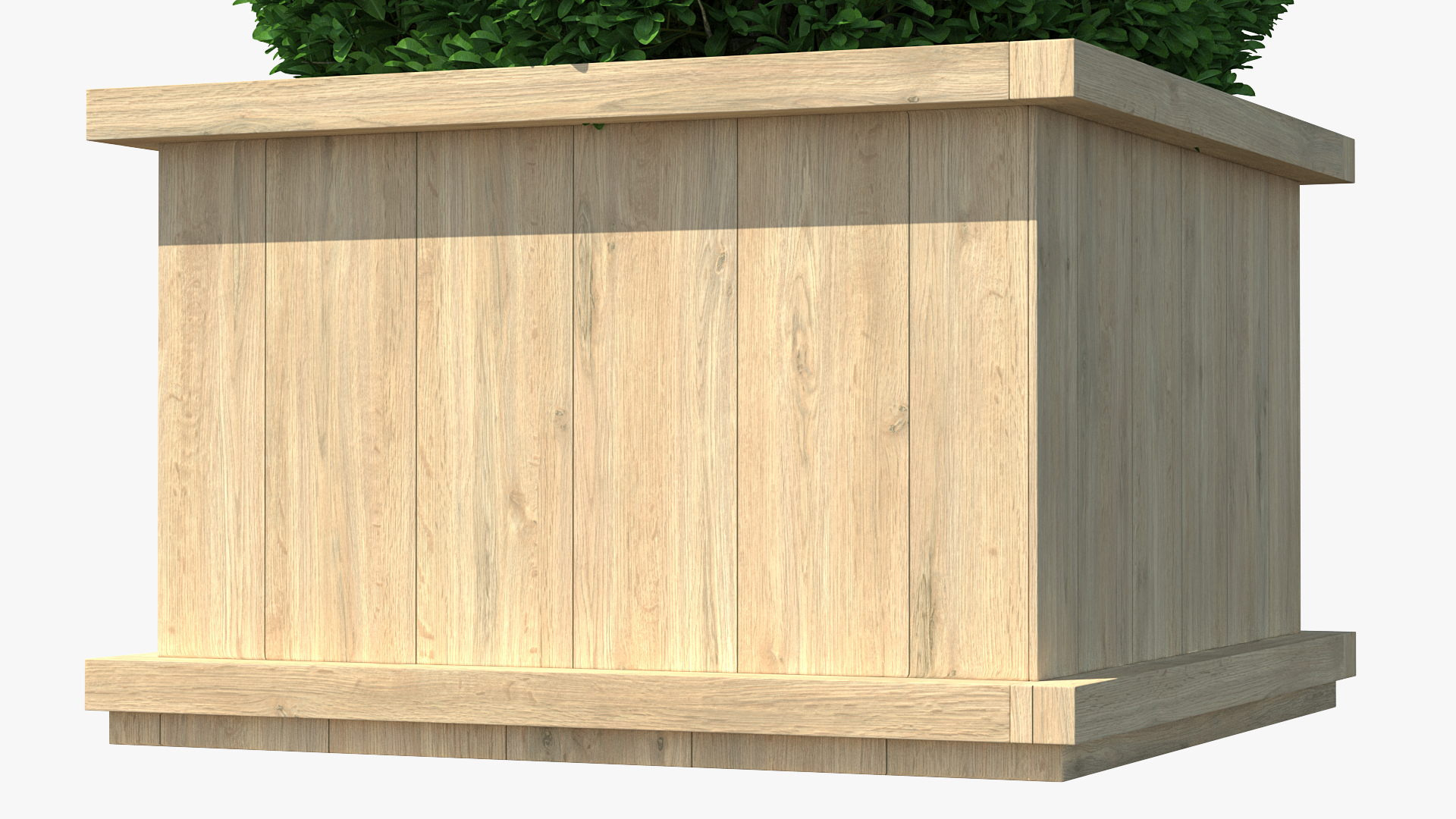 Boxwood Shrub in Wooden Box 3D