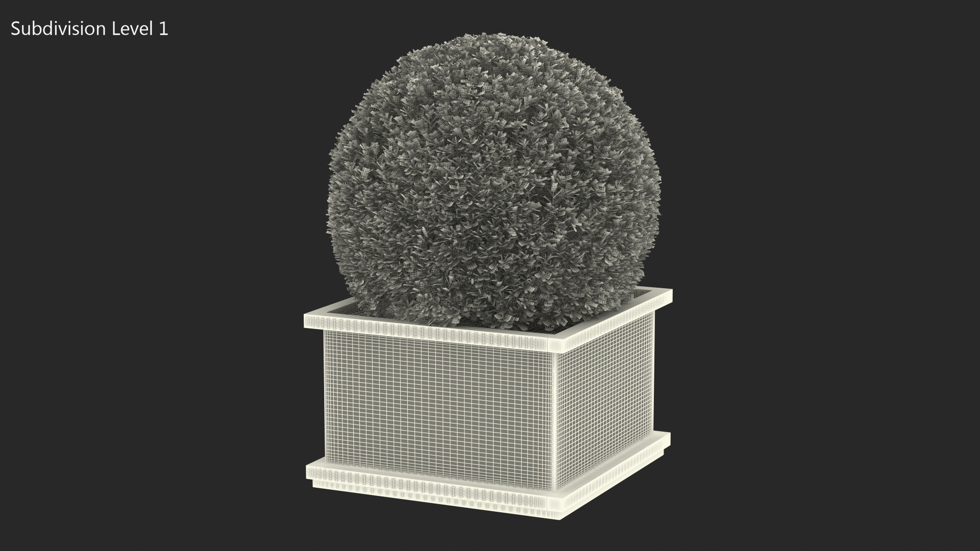 Boxwood Shrub in Wooden Box 3D