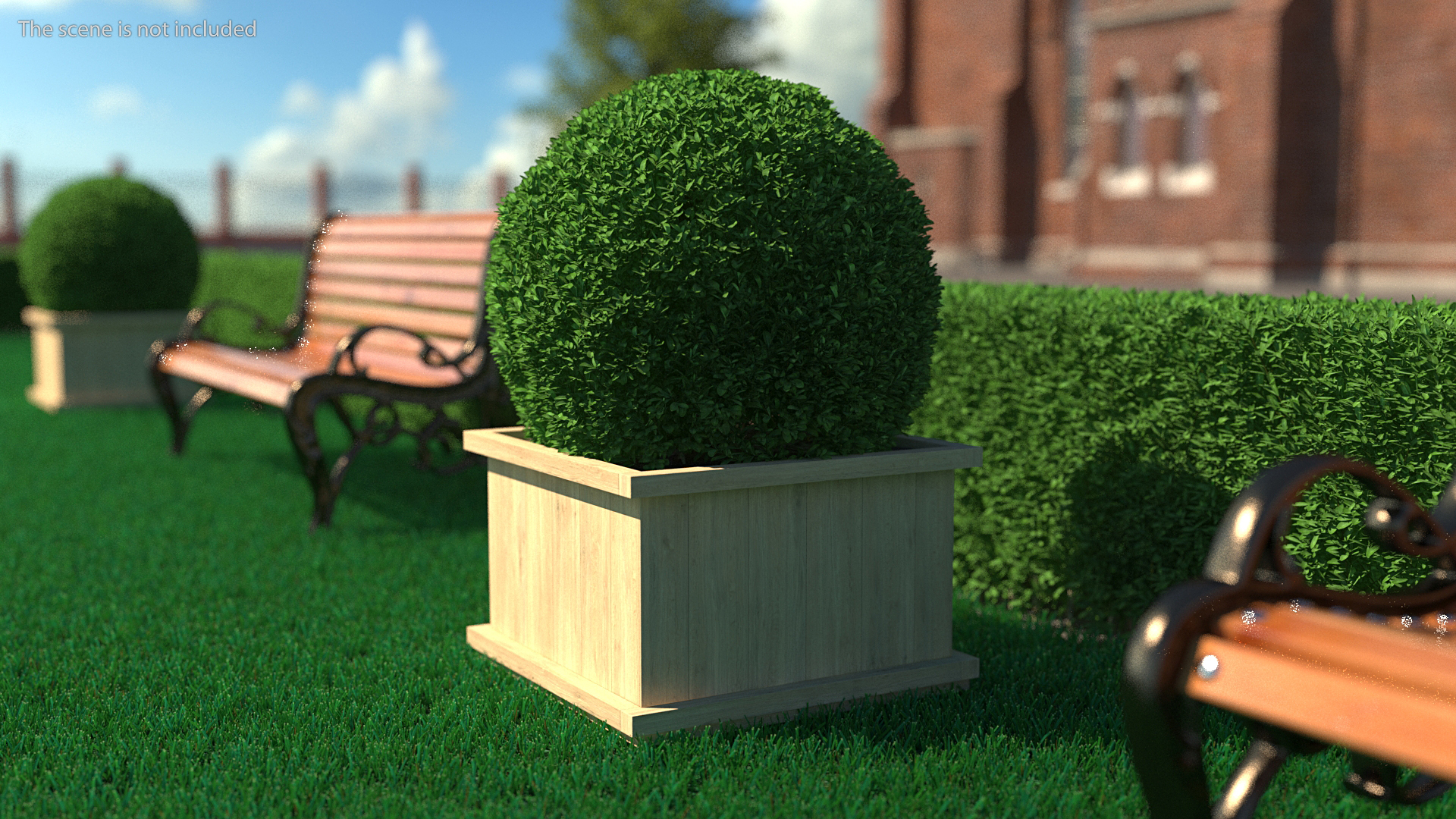 Boxwood Shrub in Wooden Box 3D