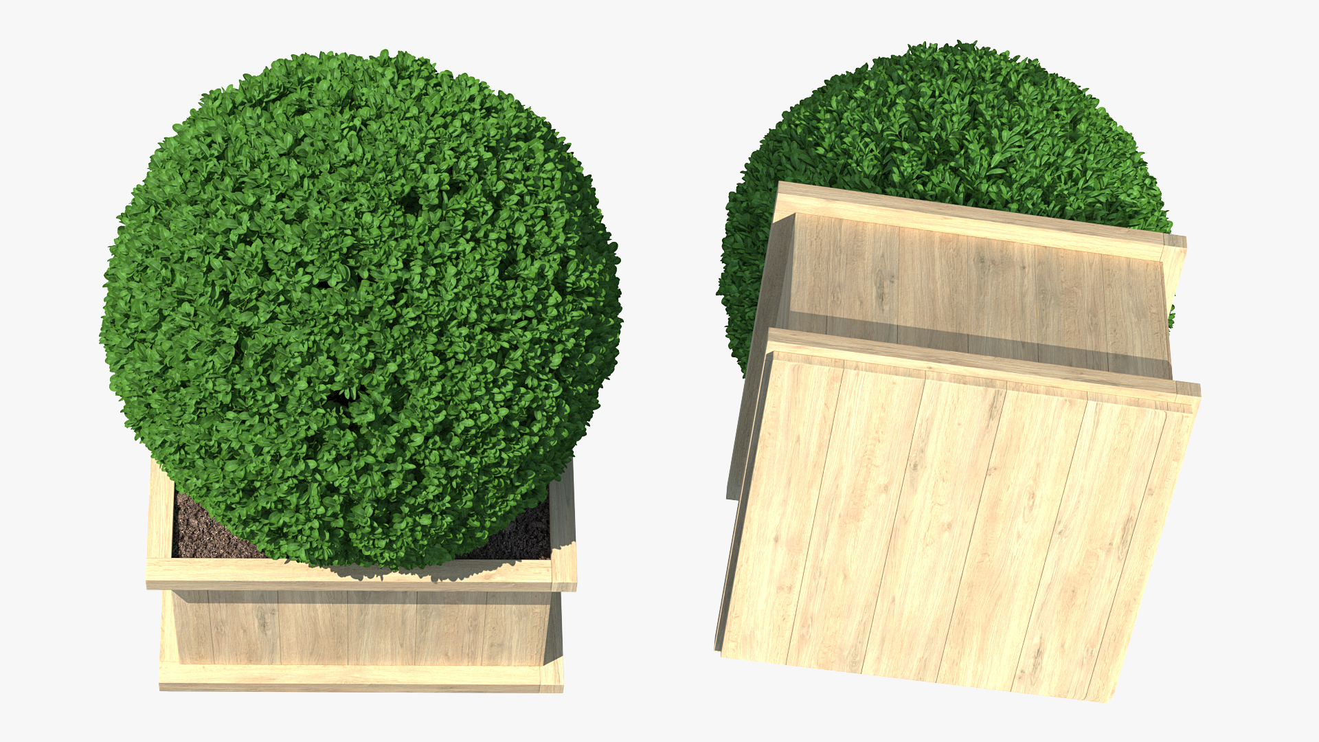 Boxwood Shrub in Wooden Box 3D