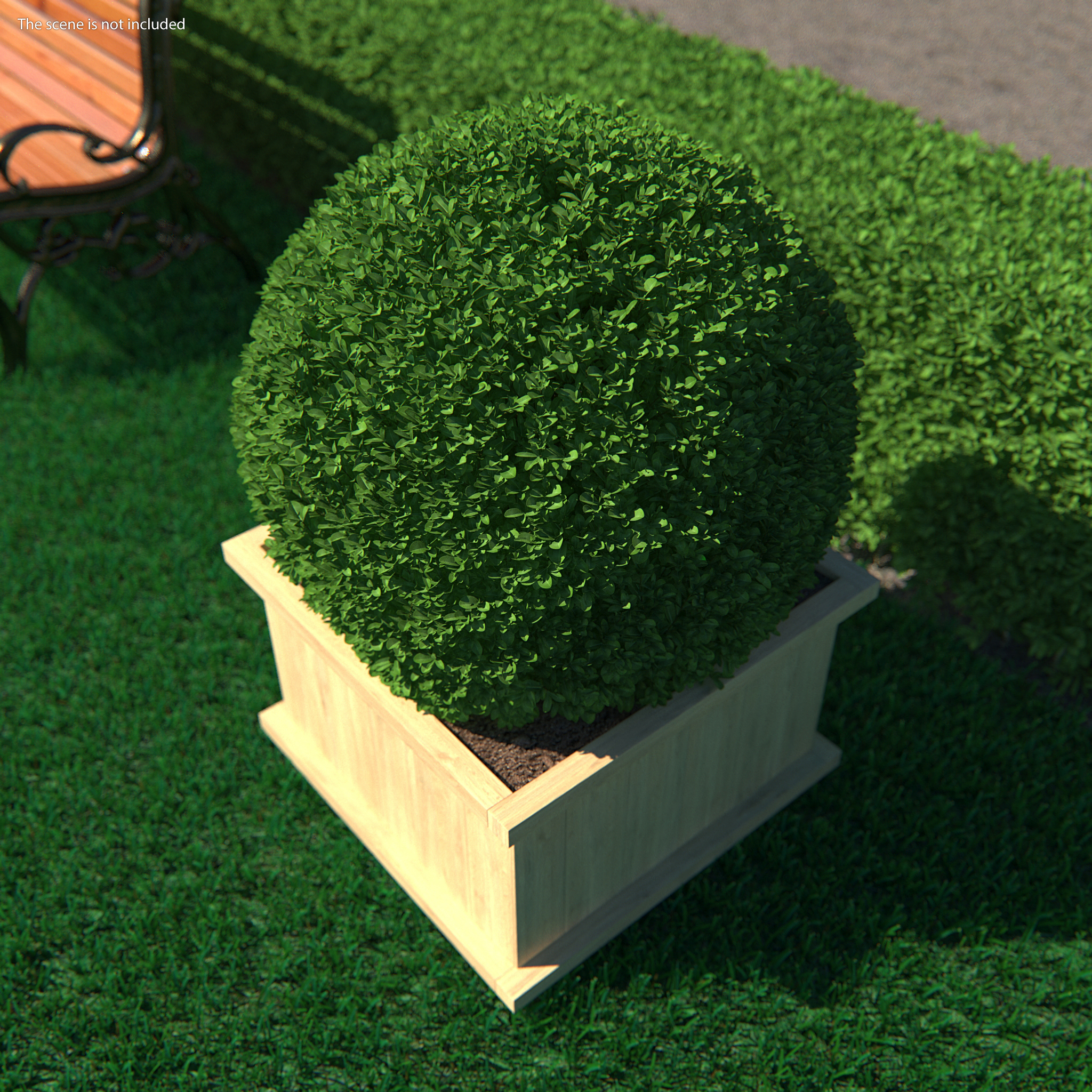 Boxwood Shrub in Wooden Box 3D