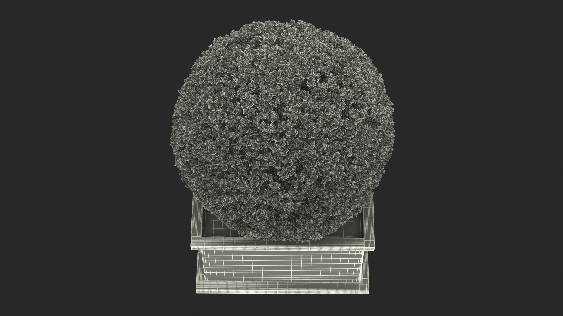 Boxwood Shrub in Wooden Box 3D