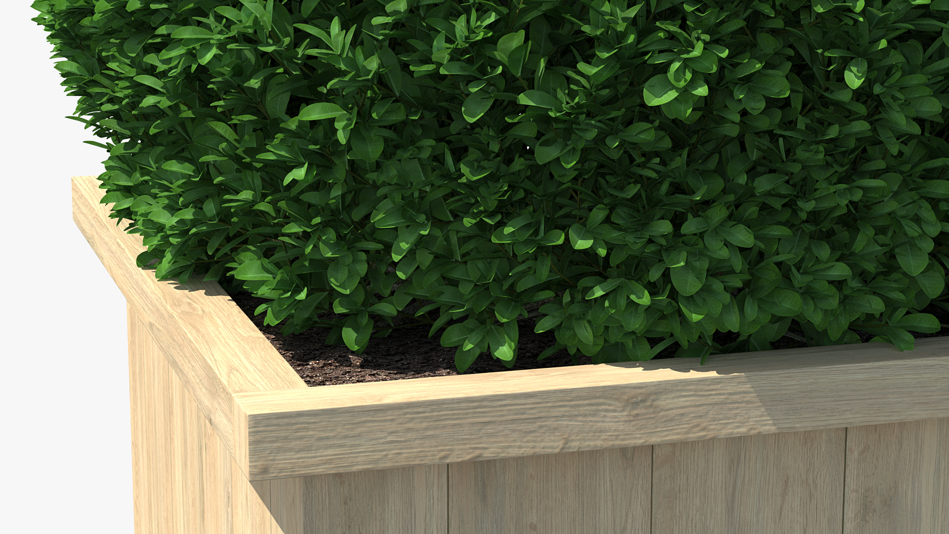 Boxwood Shrub in Wooden Box 3D