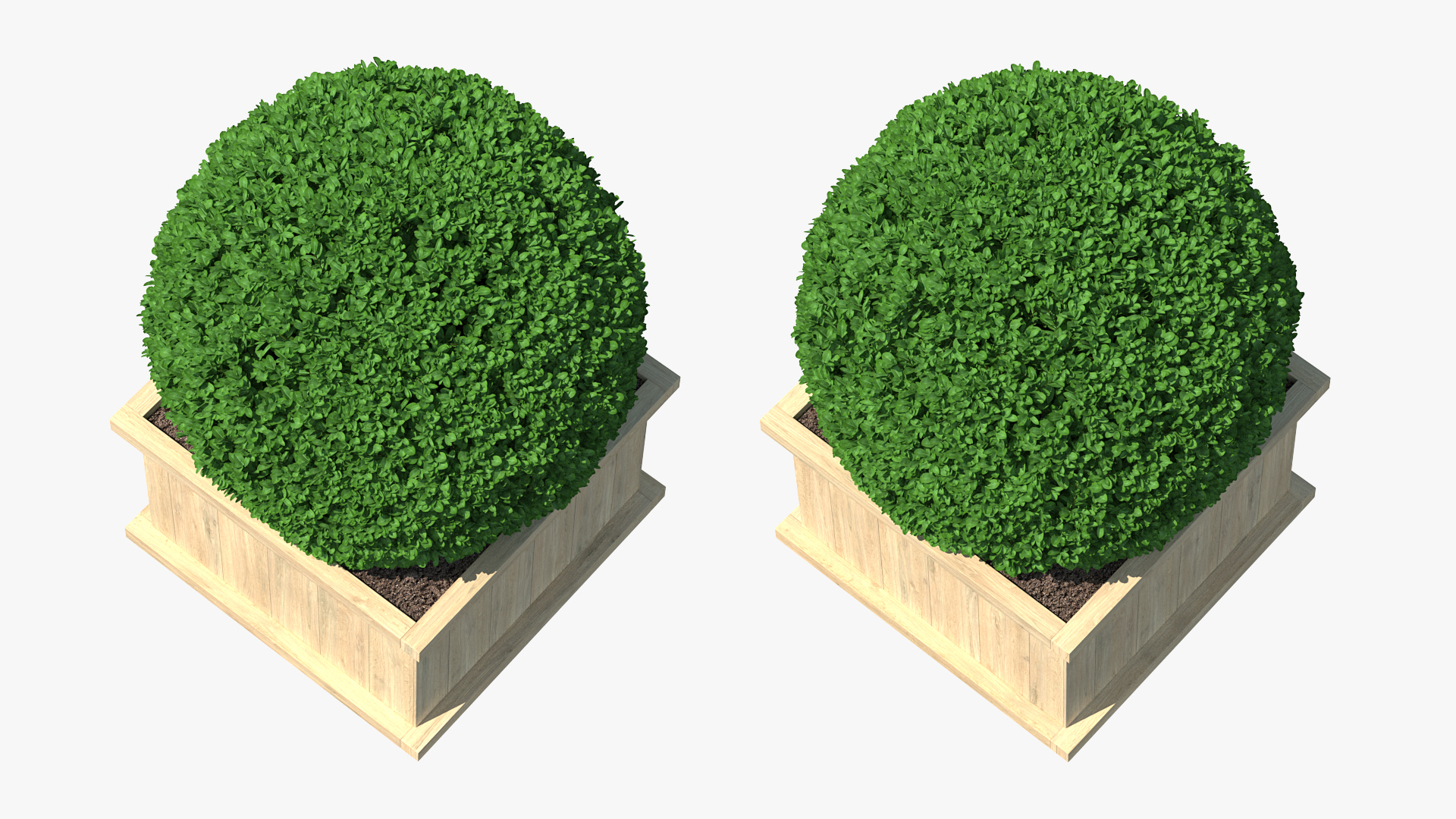Boxwood Shrub in Wooden Box 3D