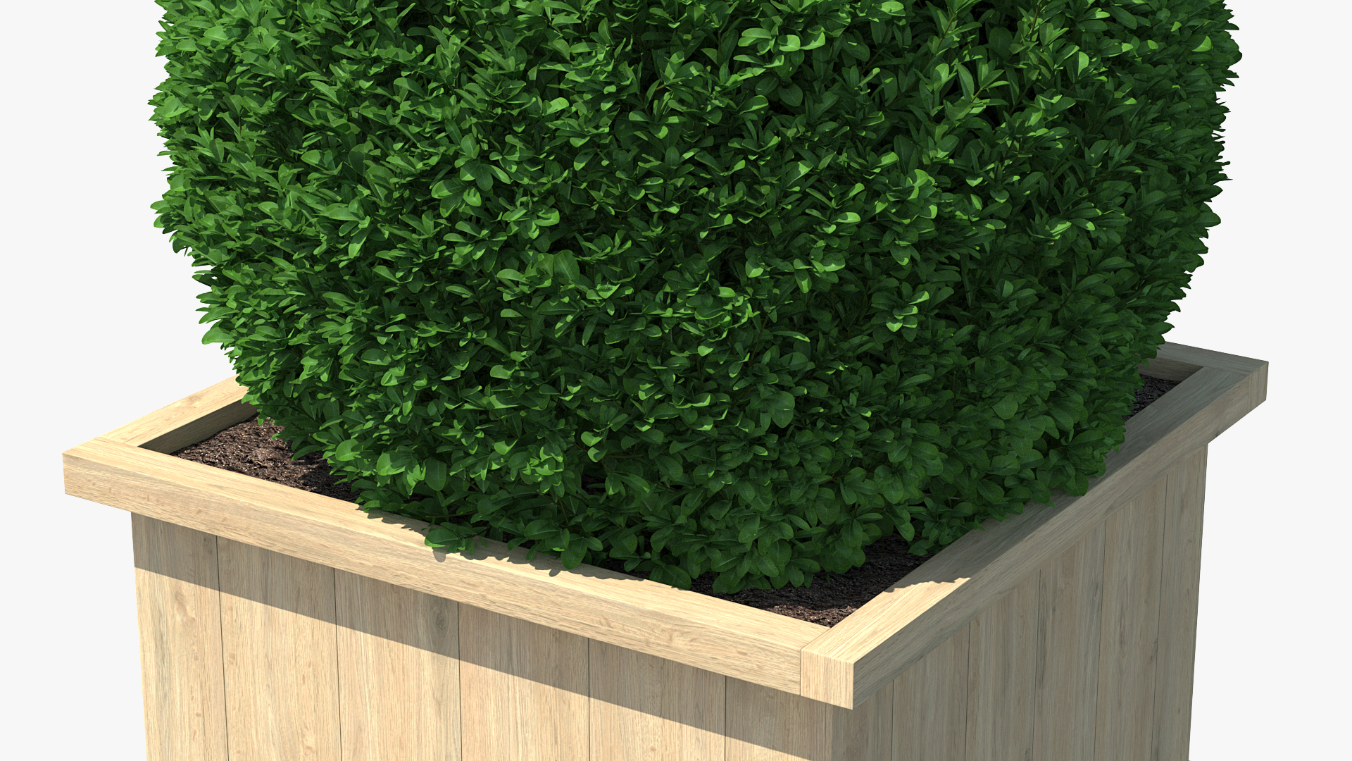 Boxwood Shrub in Wooden Box 3D