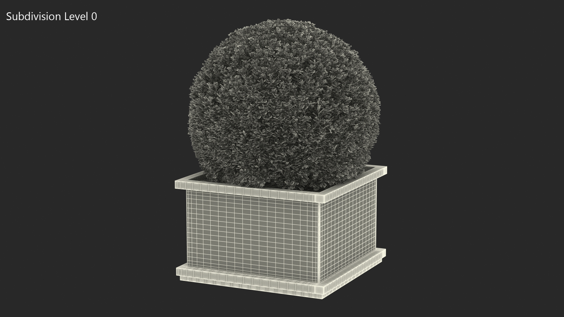 Boxwood Shrub in Wooden Box 3D