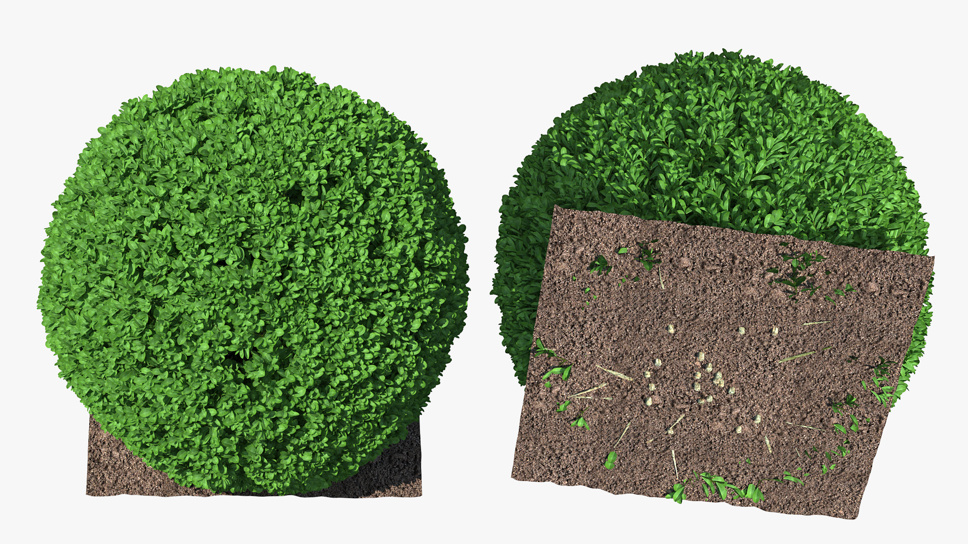 Boxwood Shrub in Wooden Box 3D