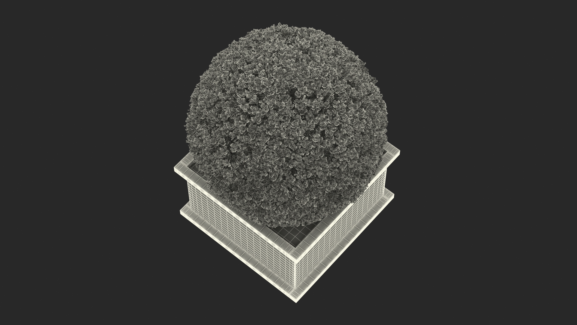 Boxwood Shrub in Wooden Box 3D