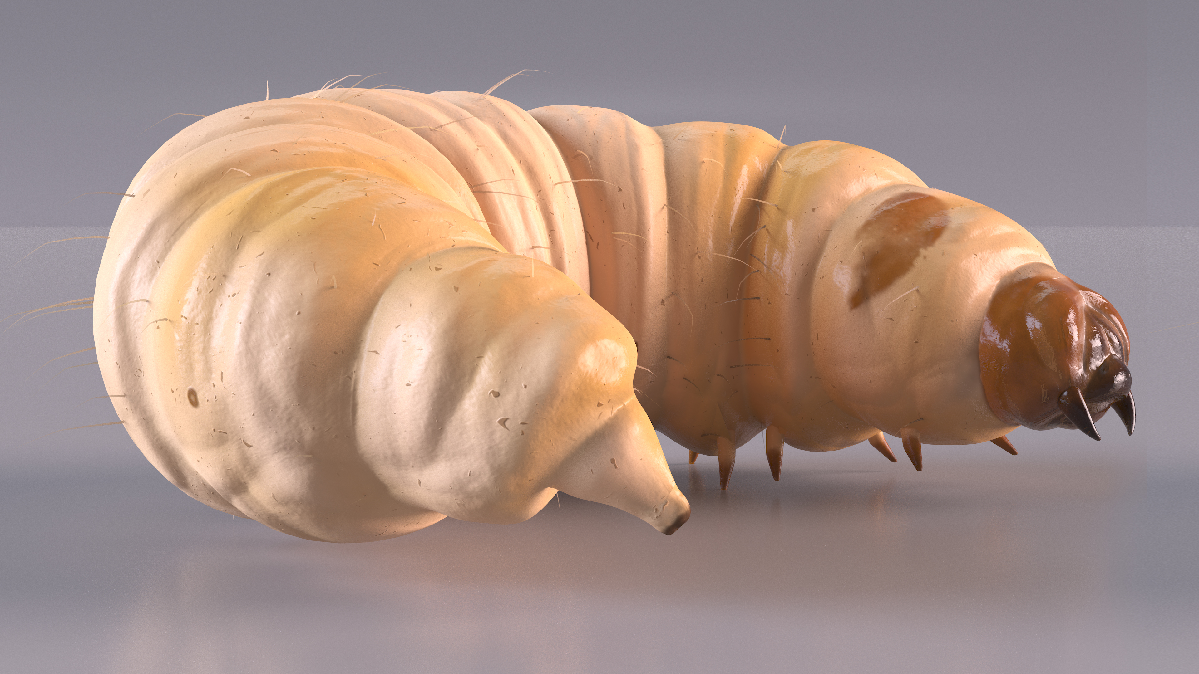 3D Maggot Fly Rigged Fur