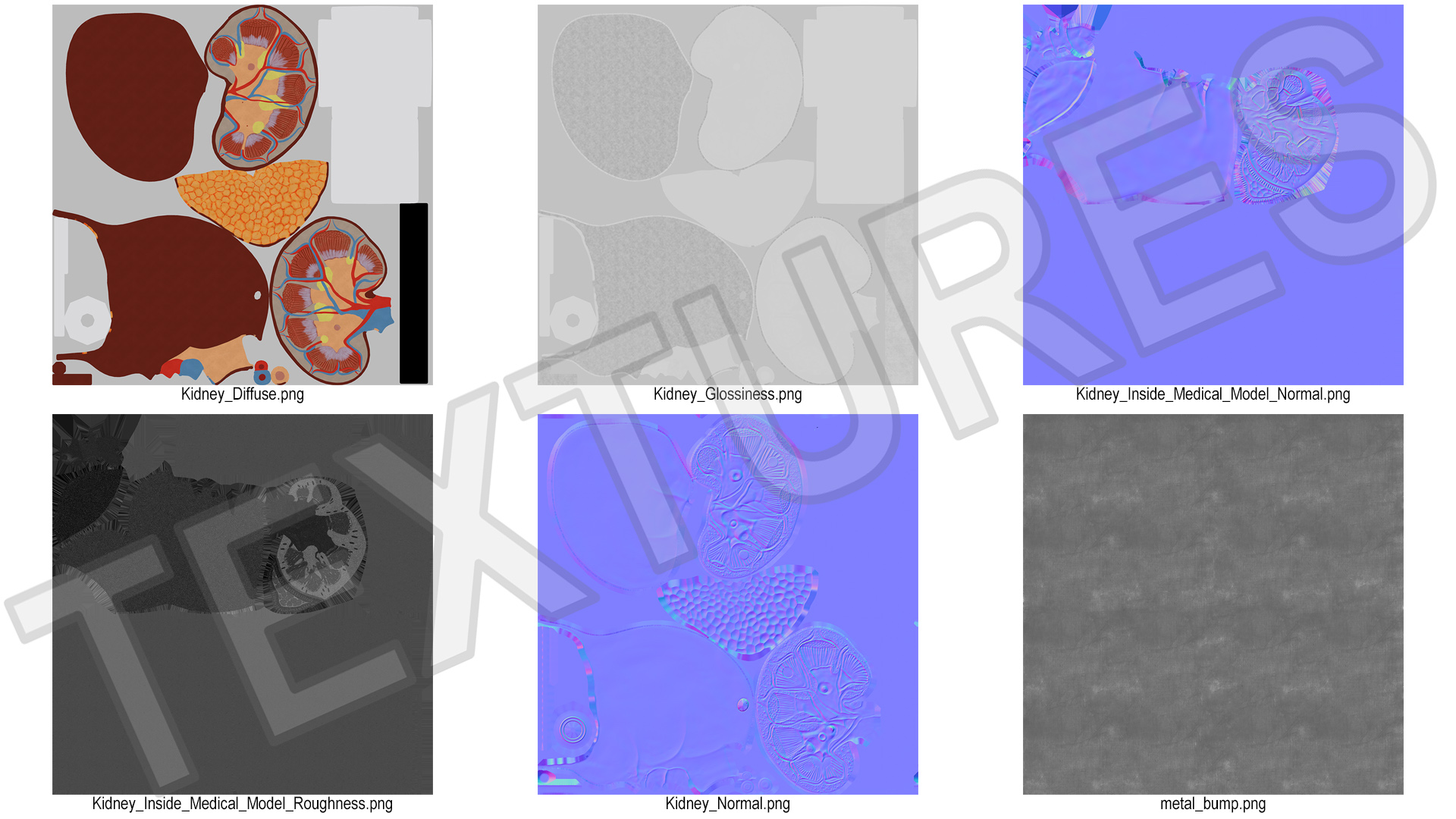 3D model Kidney Clinical Anatomy Educational