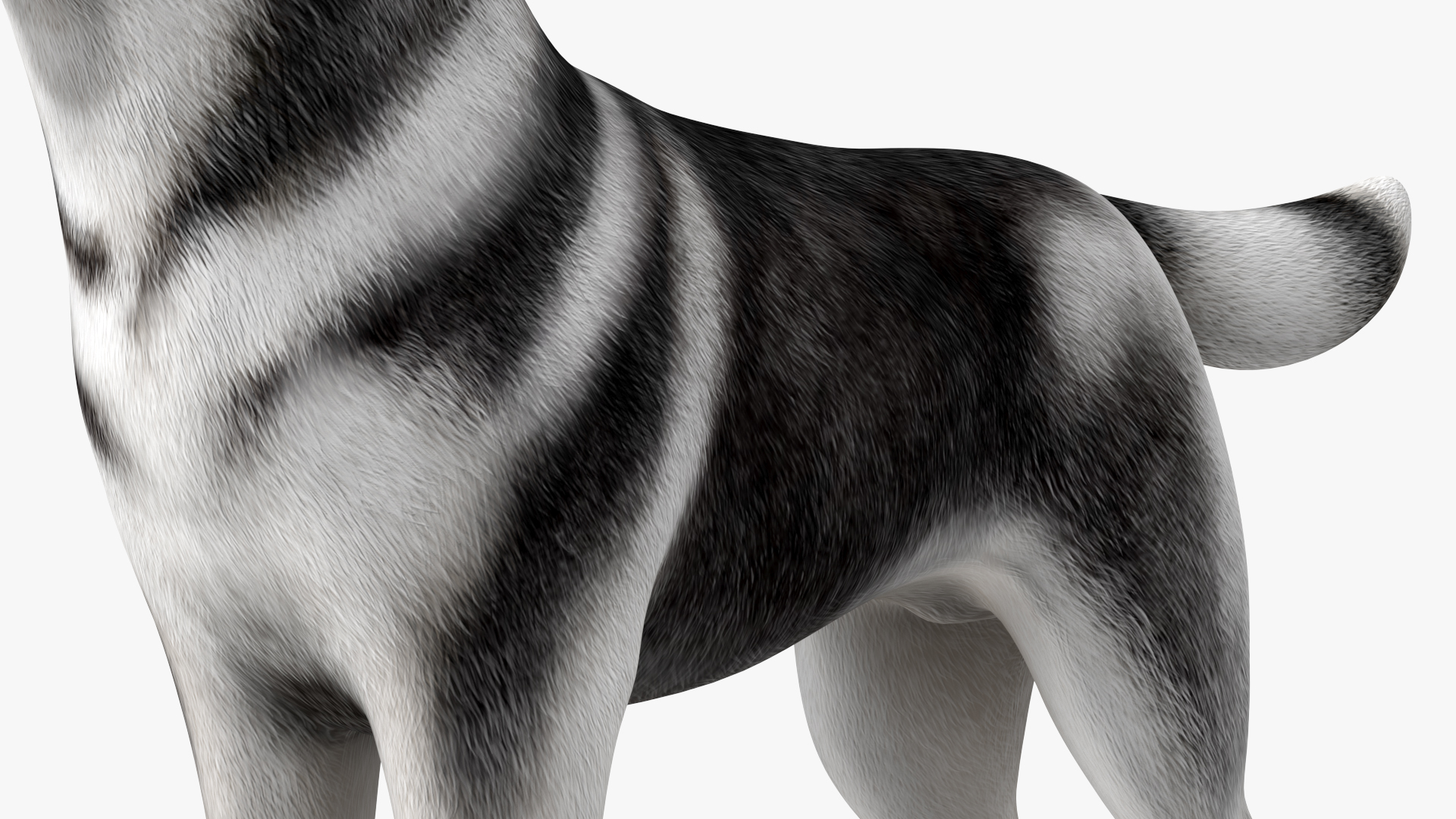 Siberian Husky Black and White Rigged 3D
