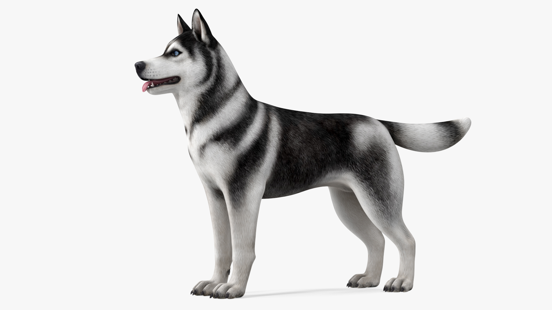 Siberian Husky Black and White Rigged 3D