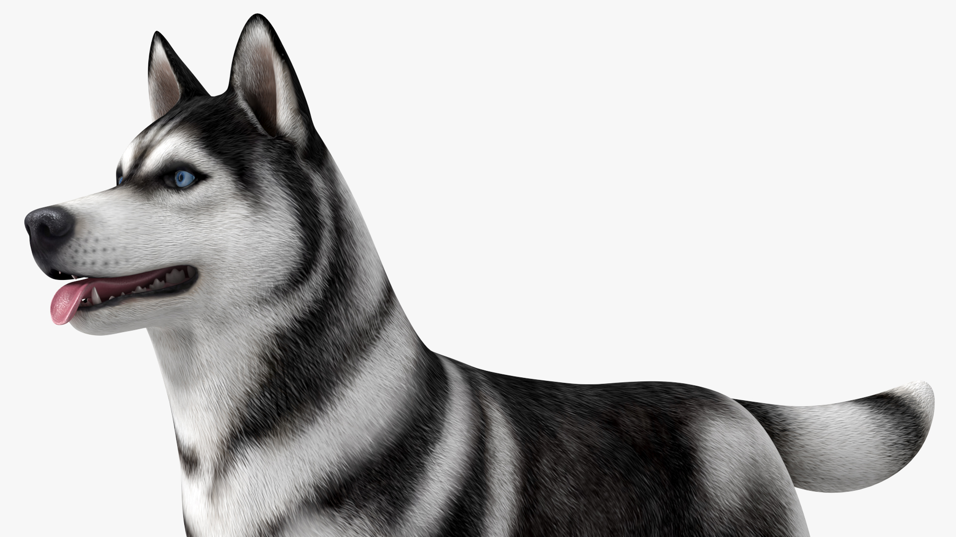 Siberian Husky Black and White Rigged 3D