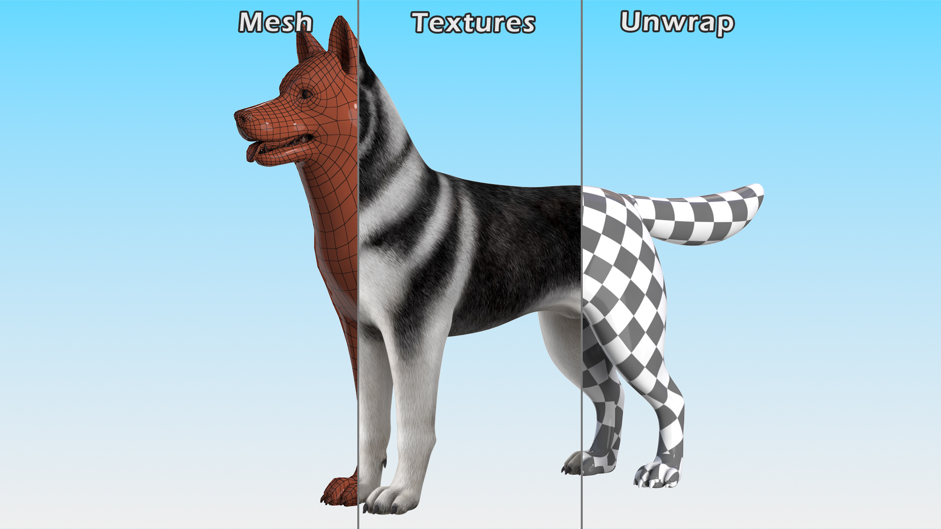 Siberian Husky Black and White Rigged 3D
