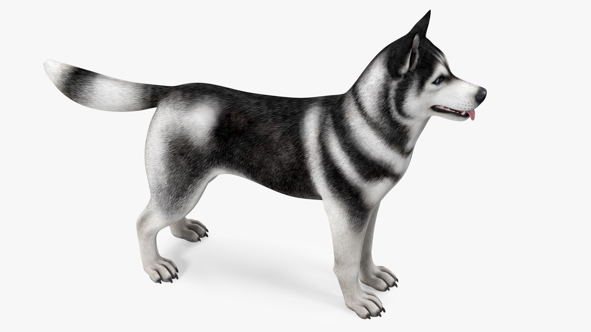 Siberian Husky Black and White Rigged 3D