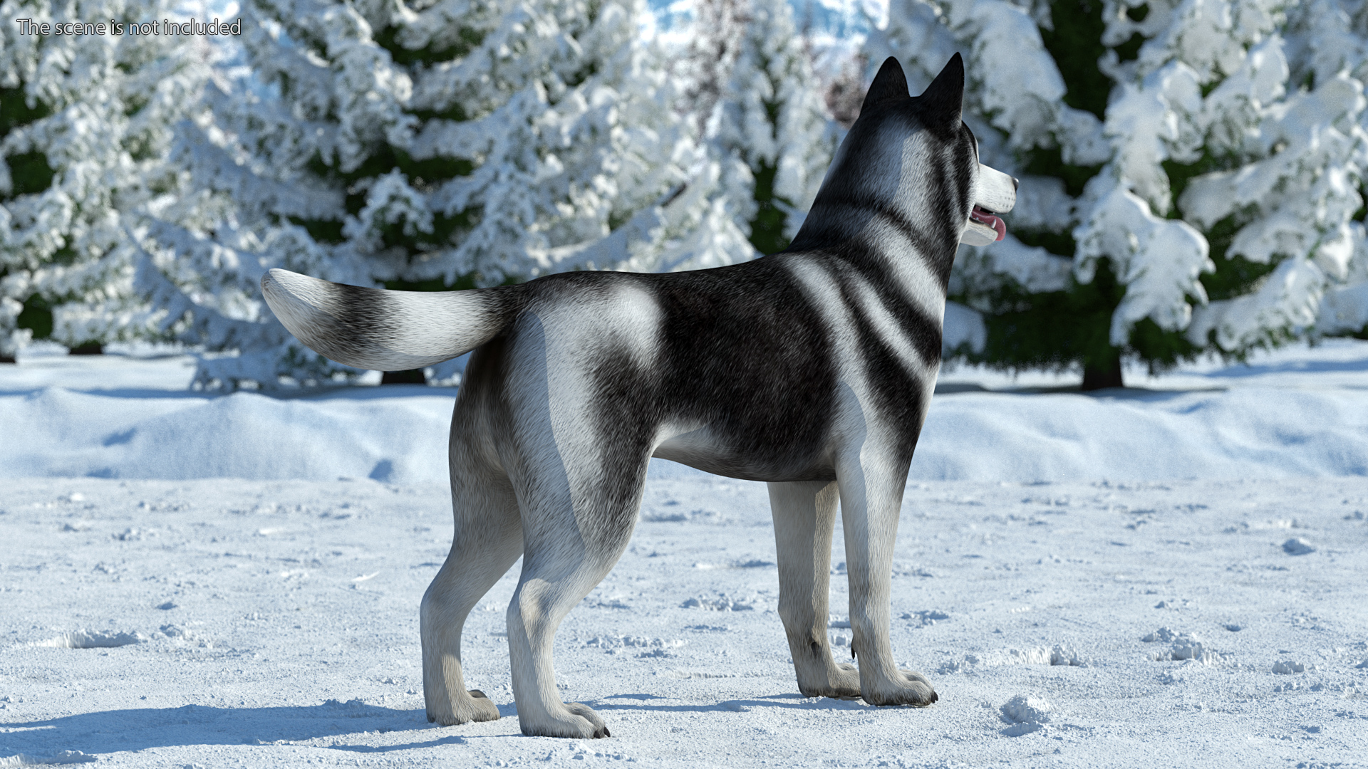 Siberian Husky Black and White Rigged 3D