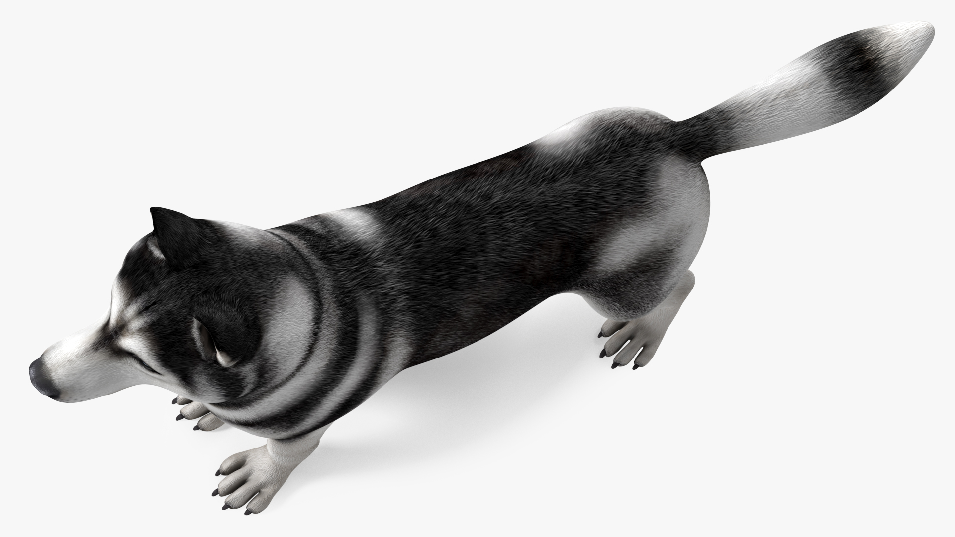 Siberian Husky Black and White Rigged 3D