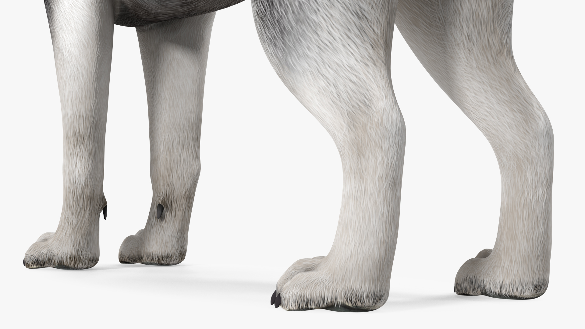 Siberian Husky Black and White Rigged 3D