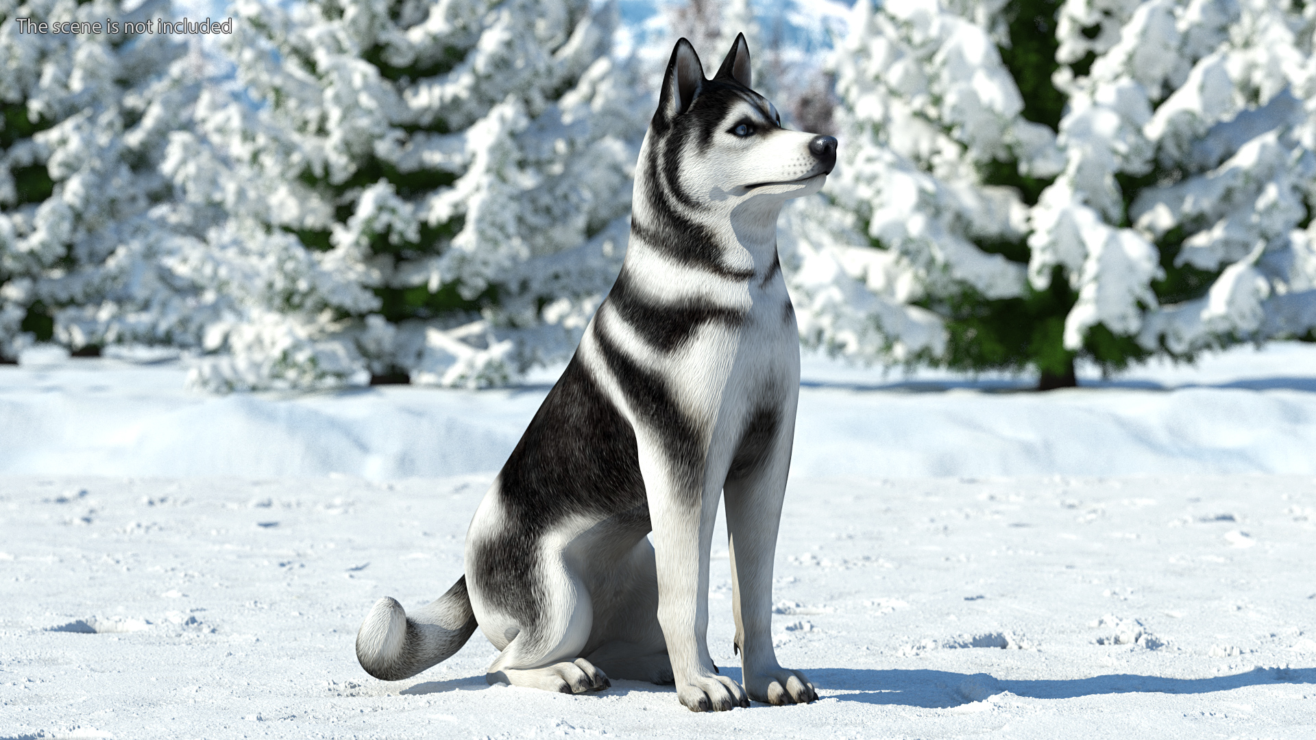 Siberian Husky Black and White Rigged 3D
