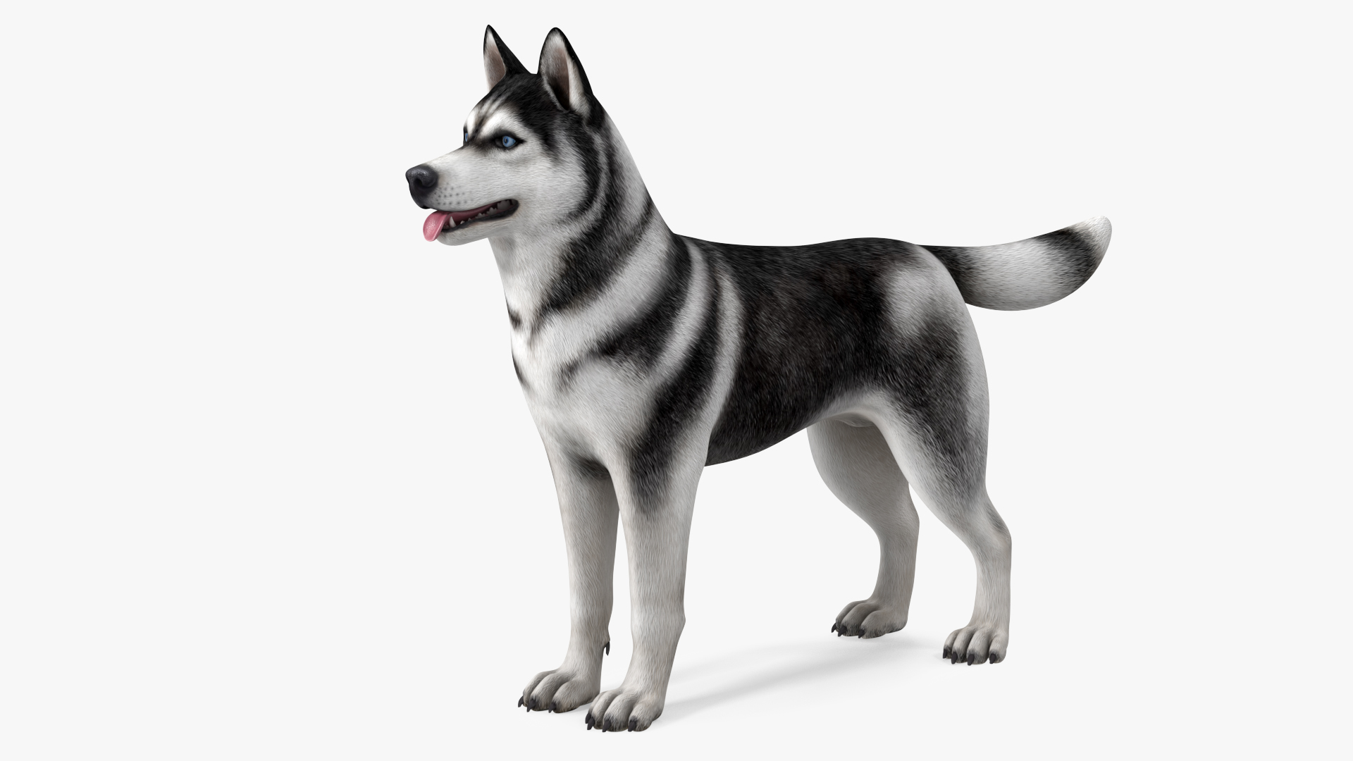 Siberian Husky Black and White Rigged 3D