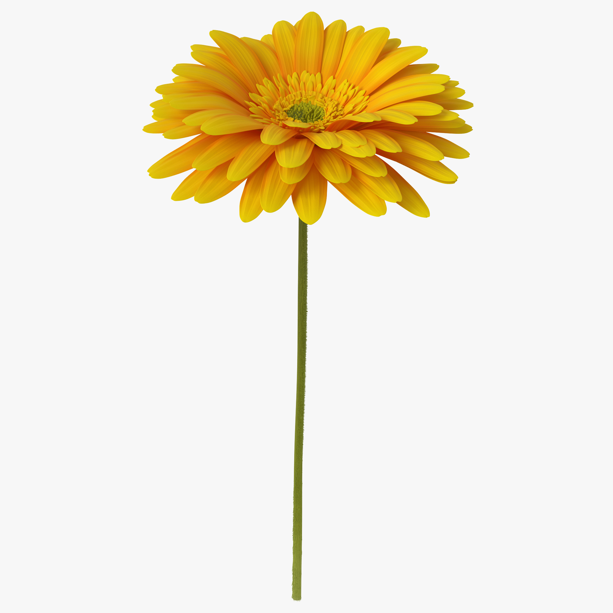 Gerbera Flower, view 9