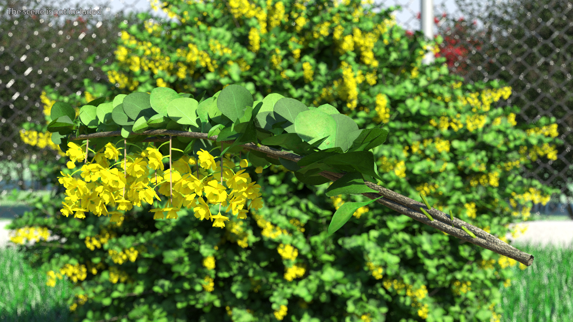 3D Berberis Branch with Flowers model