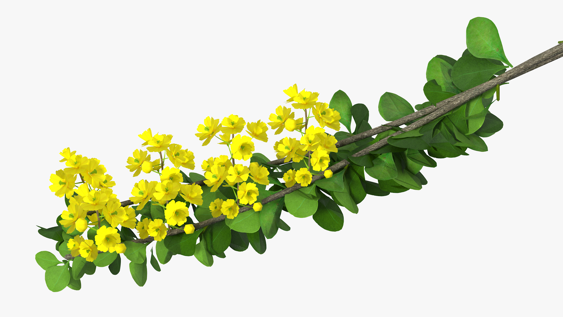 3D Berberis Branch with Flowers model