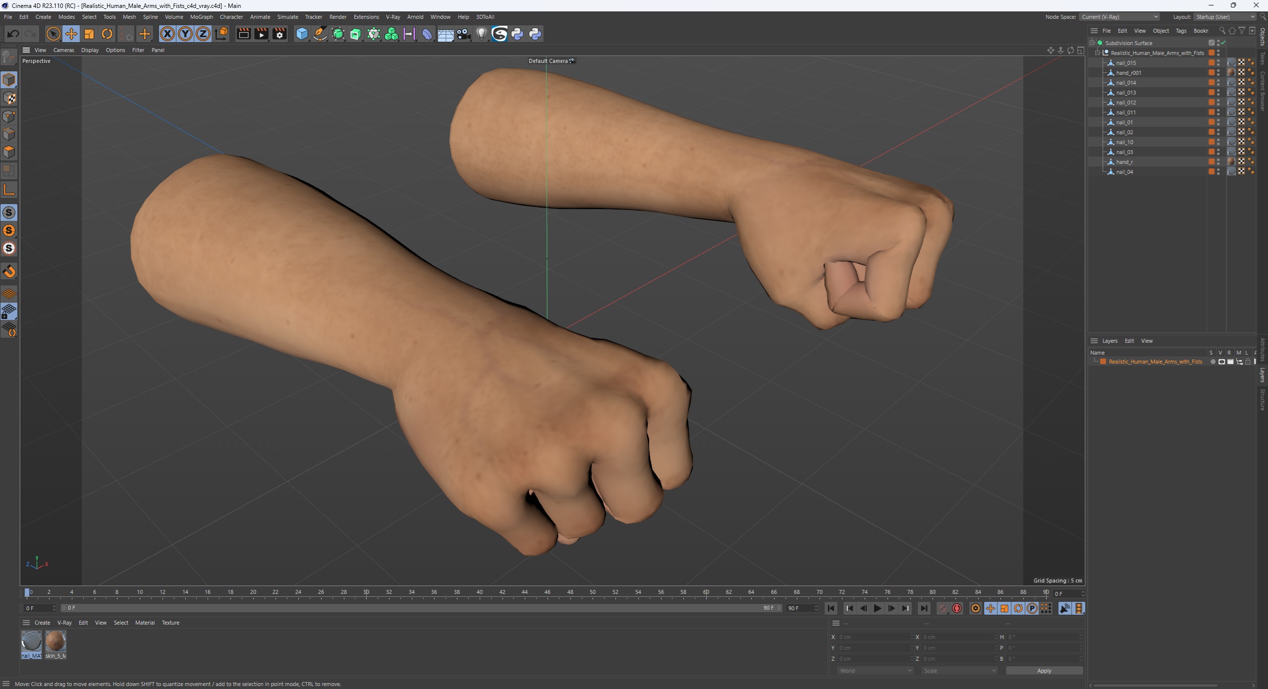 3D Realistic Human Male Arms with Fists