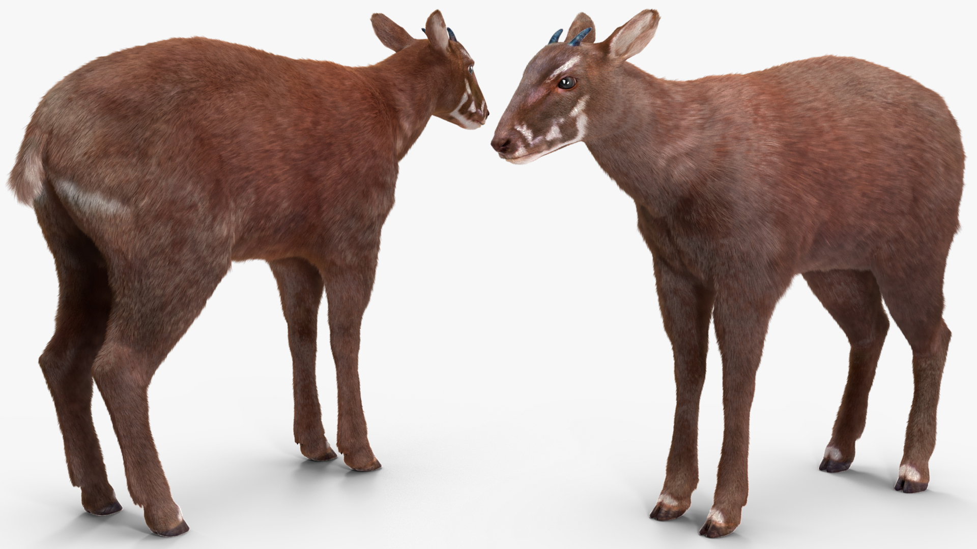 3D Saola Fur Rigged