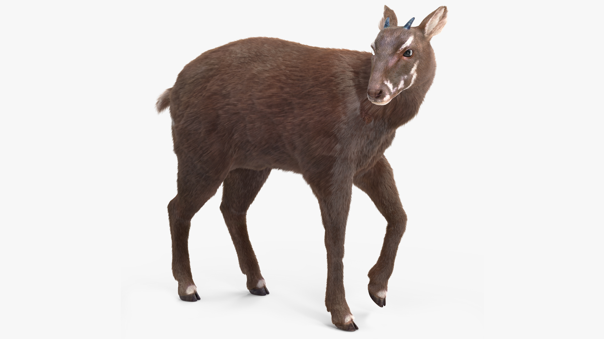 3D Saola Fur Rigged