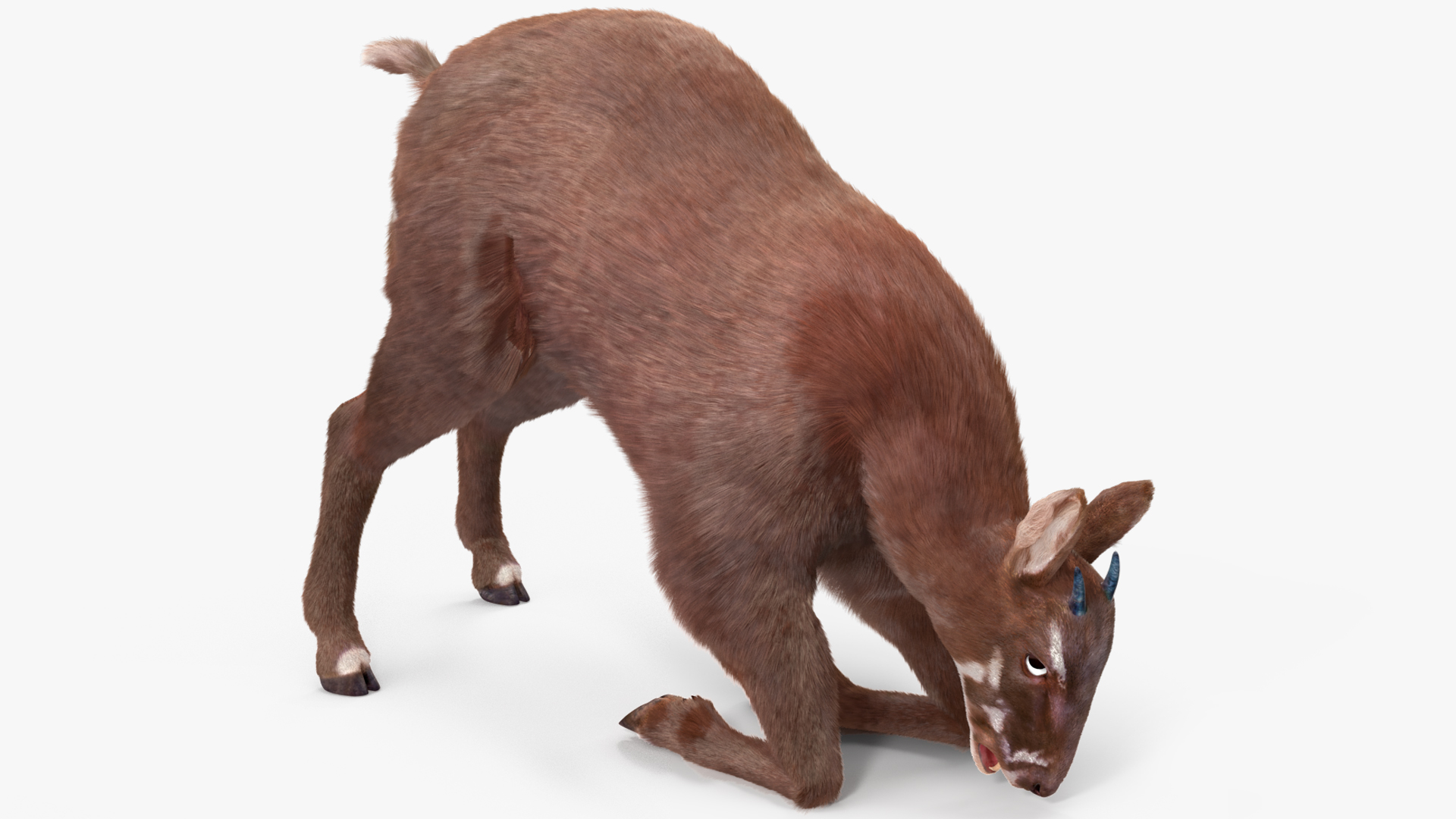 3D Saola Fur Rigged