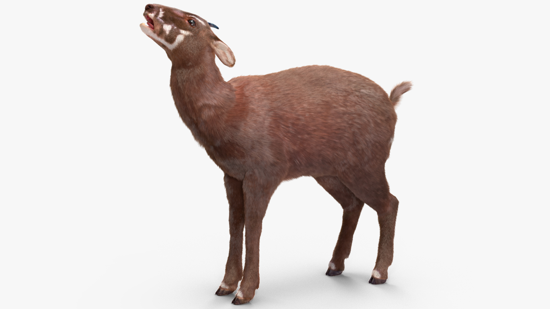 3D Saola Fur Rigged