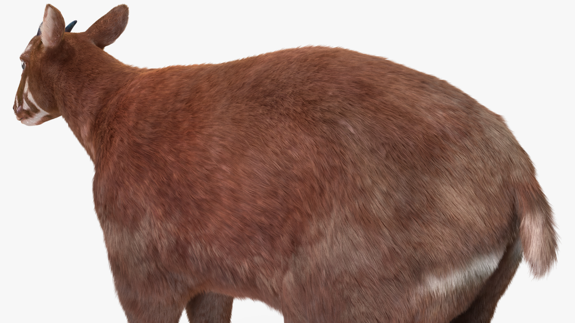 3D Saola Fur Rigged