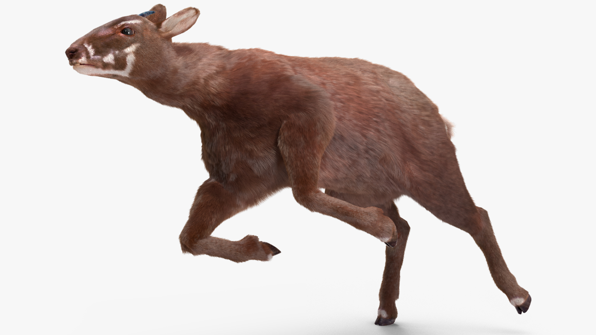 3D Saola Fur Rigged