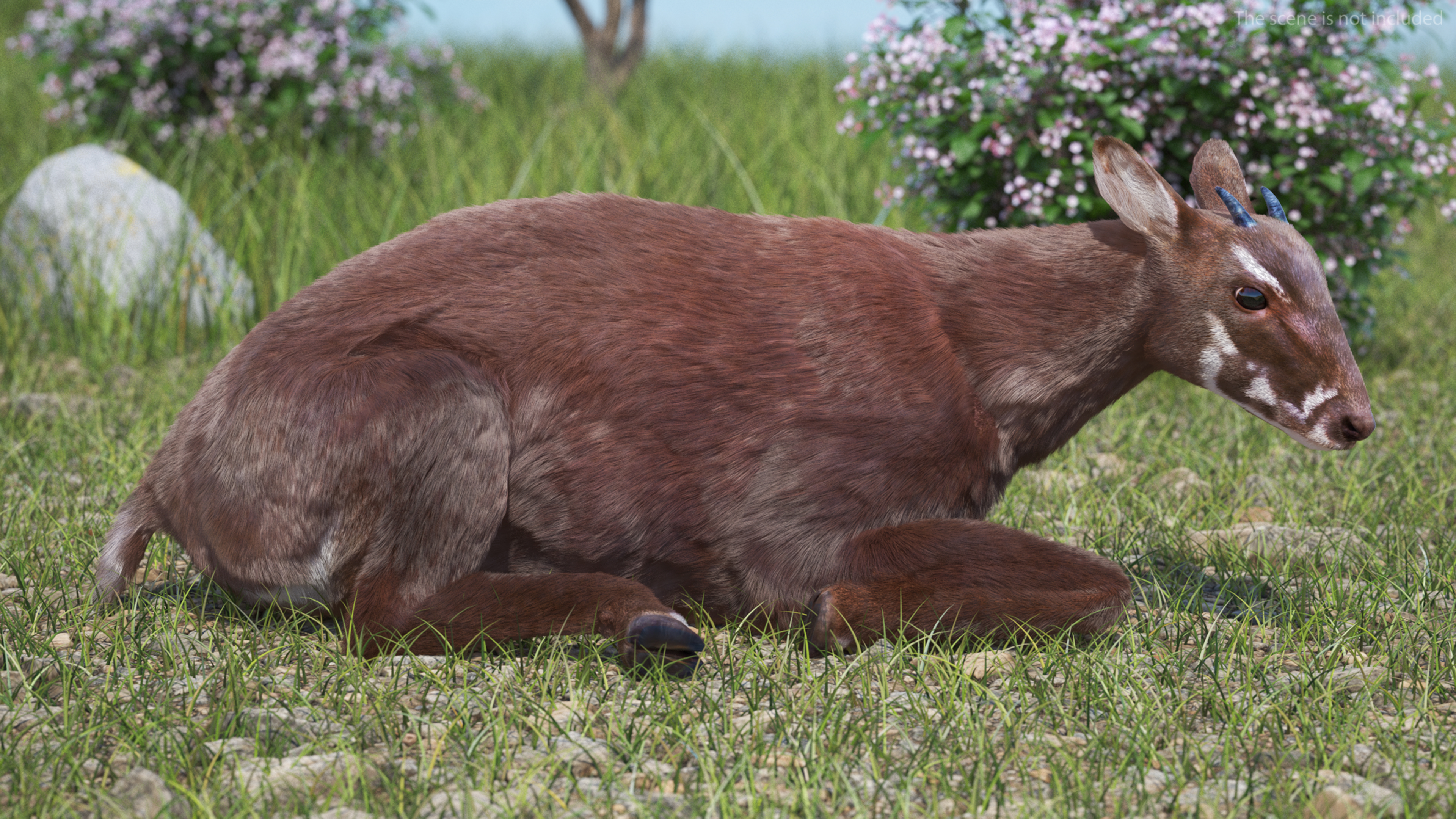 3D Saola Fur Rigged