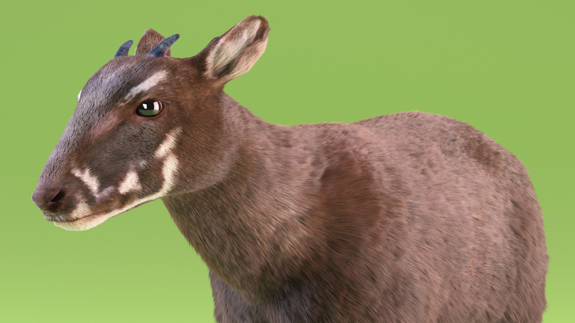 3D Saola Fur Rigged