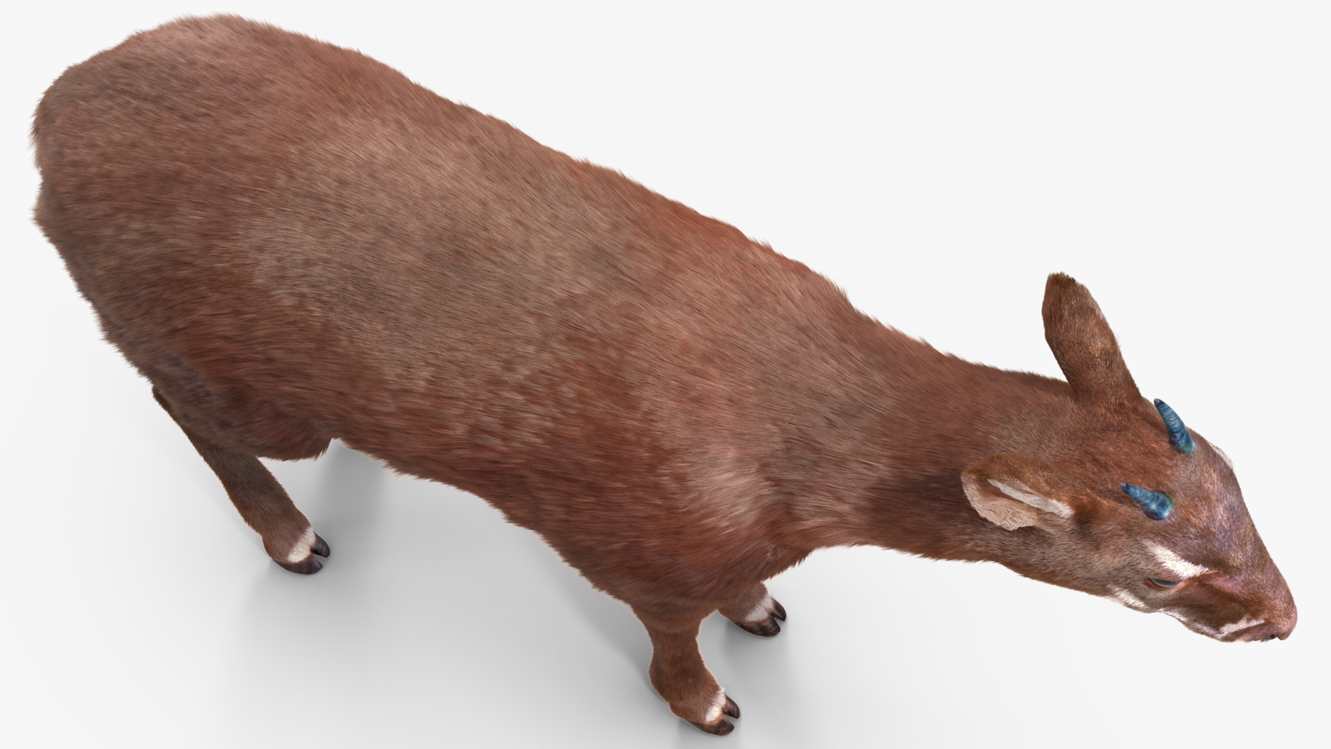 3D Saola Fur Rigged