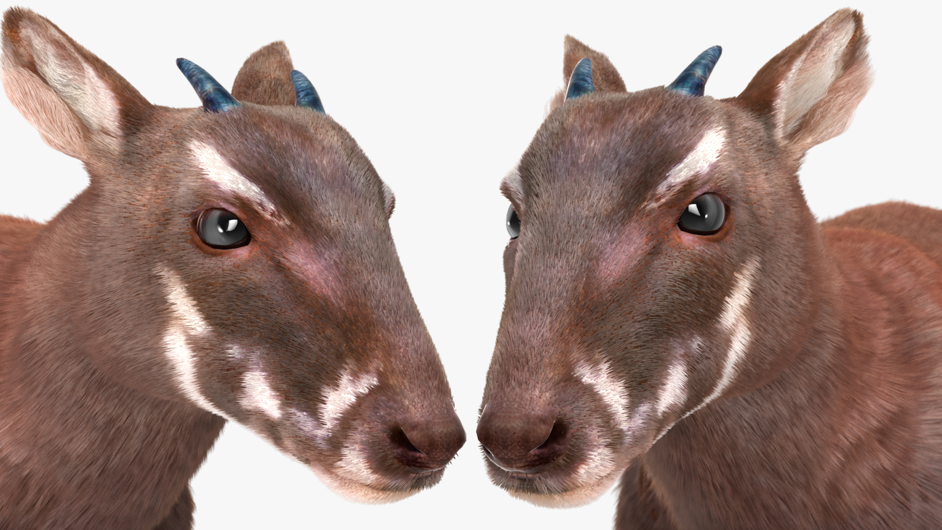 3D Saola Fur Rigged
