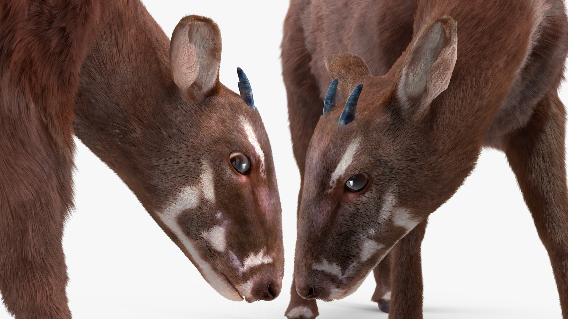 3D Saola Fur Rigged