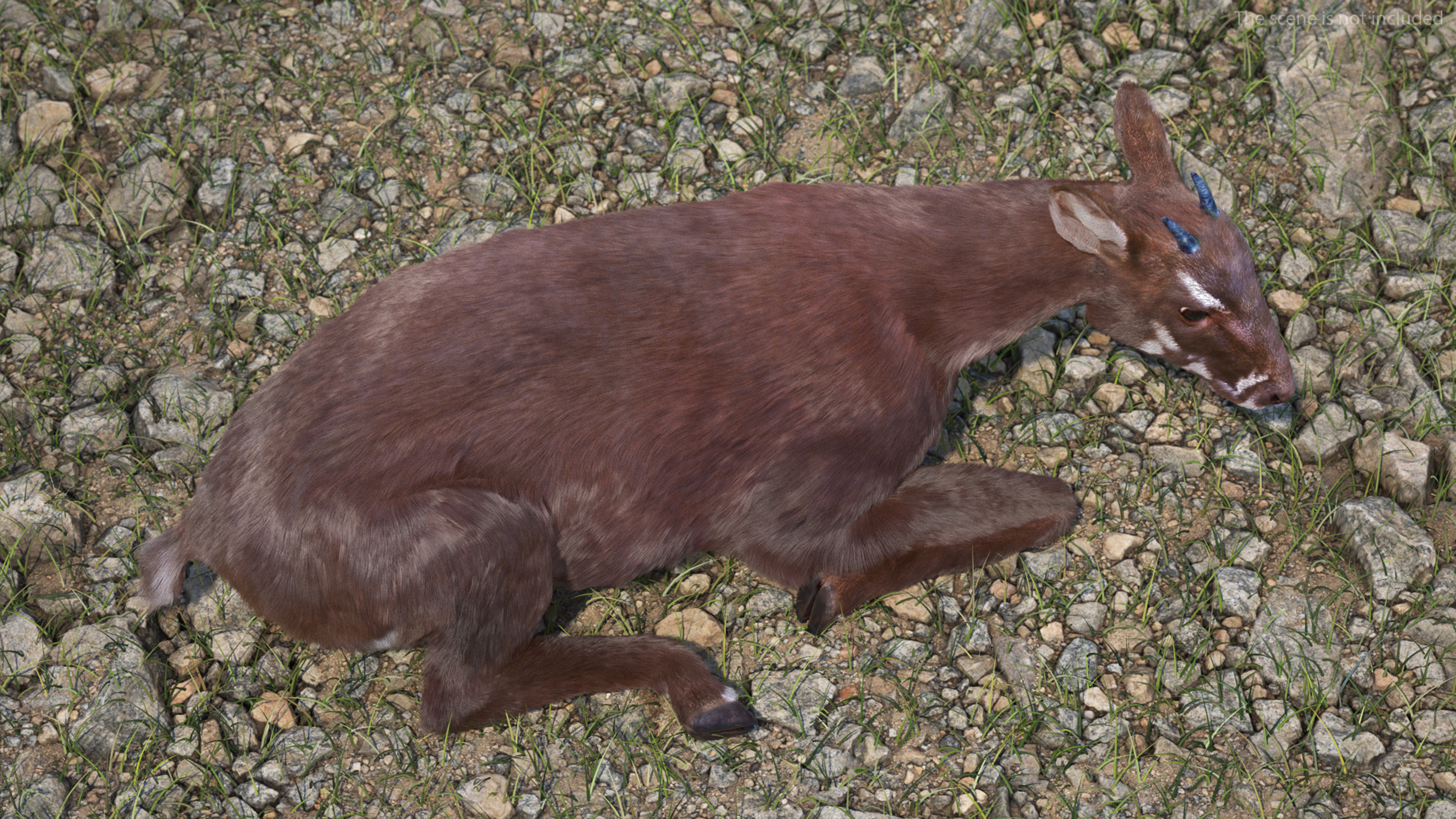 3D Saola Fur Rigged