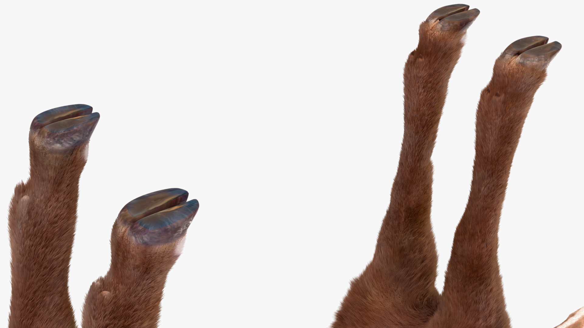 3D Saola Fur Rigged